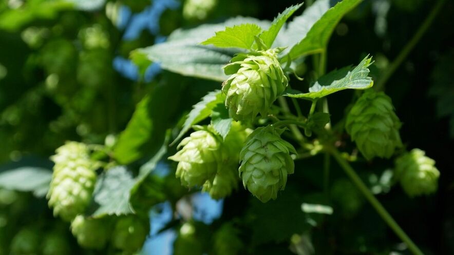 Hop cones para sa pagpapalaki ng dibdib